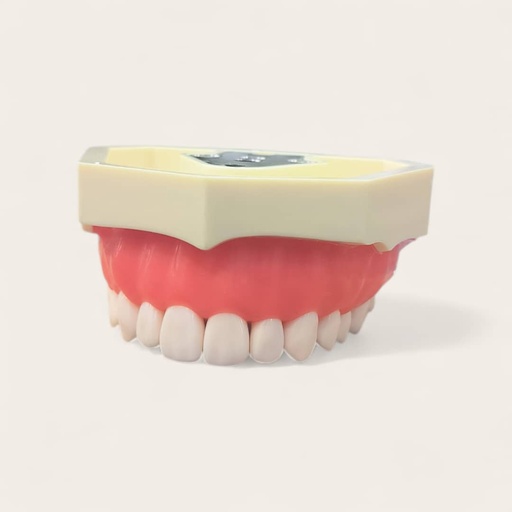 [9900663] MODEL CAST UPPER