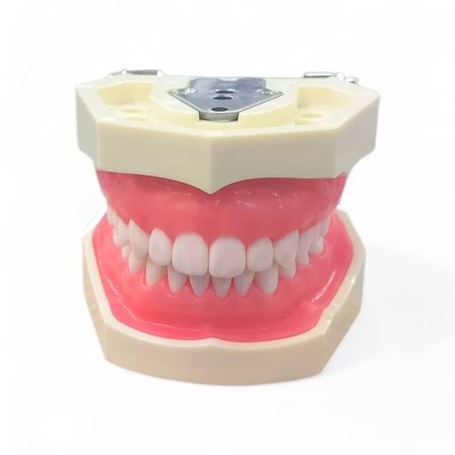 [9900676] MODEL CAST UPPER AND LOWER