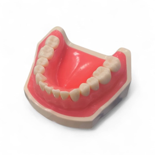 [9900984] MODEL CAST LOWER